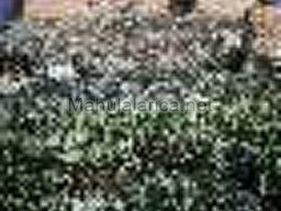 Mula Antigua serie-2